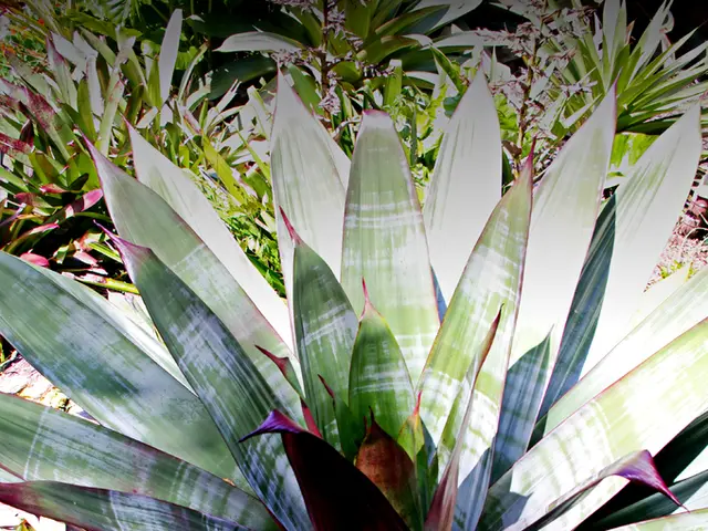 Unveiling the Unknown: Nuggets about Aerial Plants You Might Not Know