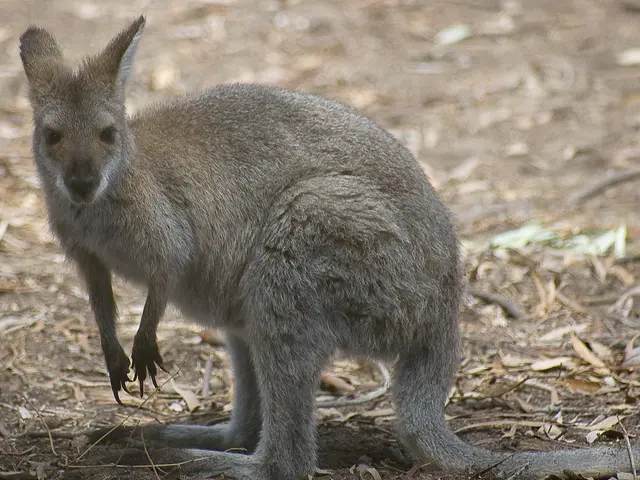 Uncommon Sights Captured on Camera