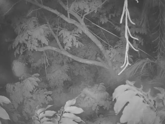 Oldest Bonsai Trees Globally Revealed