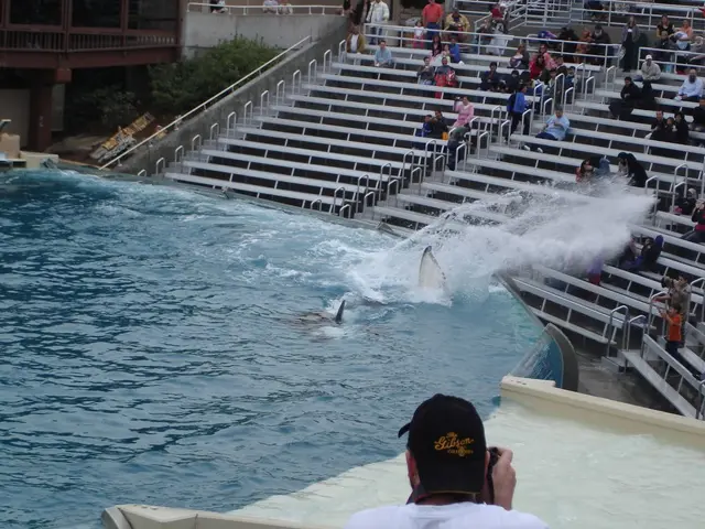 Carps of Japanese origin have found their way into the lake named "Attraction"