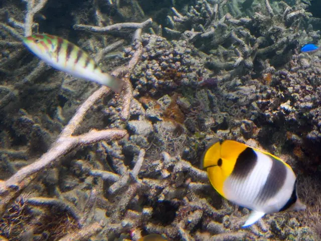 A young Chinese boy writes a letter to a marine park about a missing fish, and receives a personal...