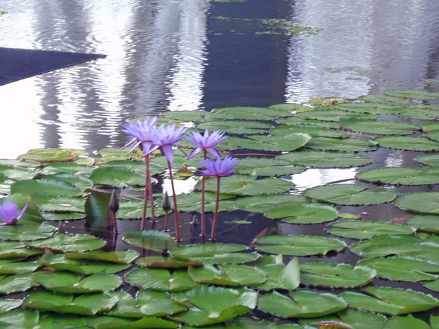 Caring for Peace Lilies: A Guide to Spathiphyllum Maintenance