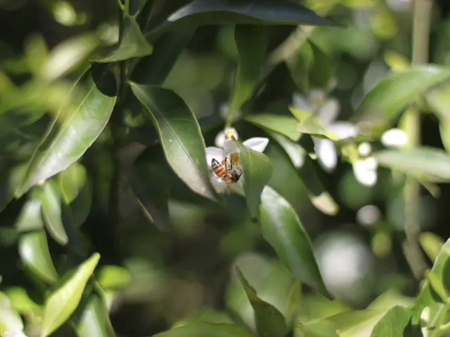 Cultivating Pulmonaria: A Comprehensive Guide