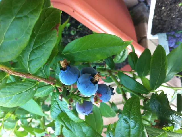 Bountiful Blueberry Harvest and Flourishing Garden, Delightful 7-20 to 25!
