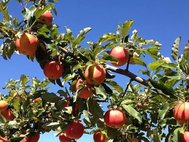 Apple's 2025 contest, known as The Apple Tree Challenge, makes its debut in Rostock County