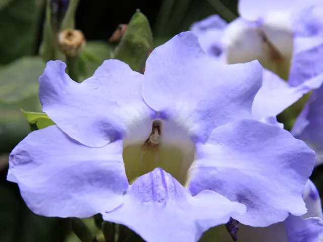 Enjoy a Lush, Continuous Display of Flowers Throughout the Summer with These 5 Easy-to-Maintain...