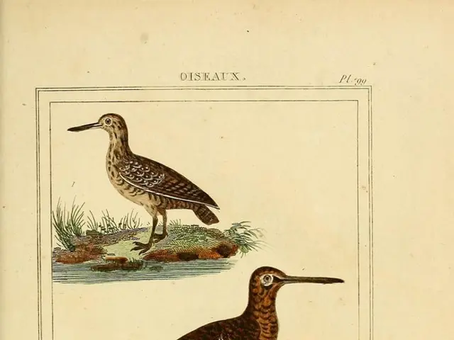 Positioning a bird bath strategically in your garden for the greatest bird action during summer