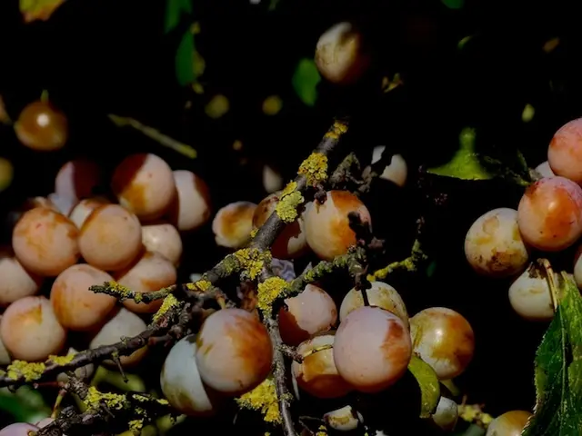 Prolong Your Autumn Produce Collection through Dehydrating Fruits and Vegetables