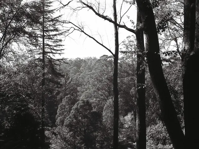 Thriving Vegetation Beneath Pine Trees: 9 Attractive Species to Consider