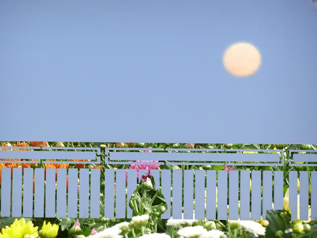 Shimmering Moon Garden Plant Arrangements: Explore 5 Stunning Options for Potted and Bordered...