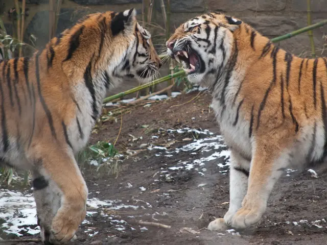 Rare Barbary Lion Cubs Born Successfully at Czech Zoo, Marking a Significant Victory for...