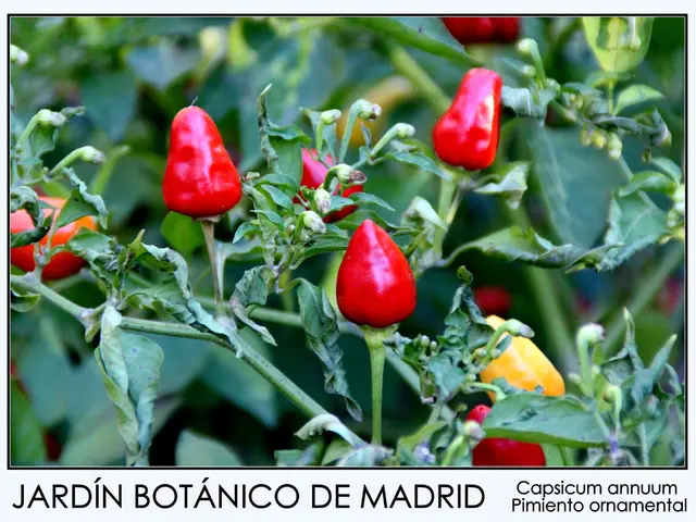 Early-August Peppers Require Specific Fertilizer: 2 cups per leek - Expect a Hasty Harvest