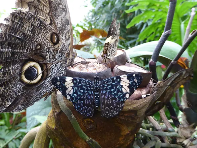 Cultivate a particular plant to aid endangered monarch butterflies, and there's still time to plant...