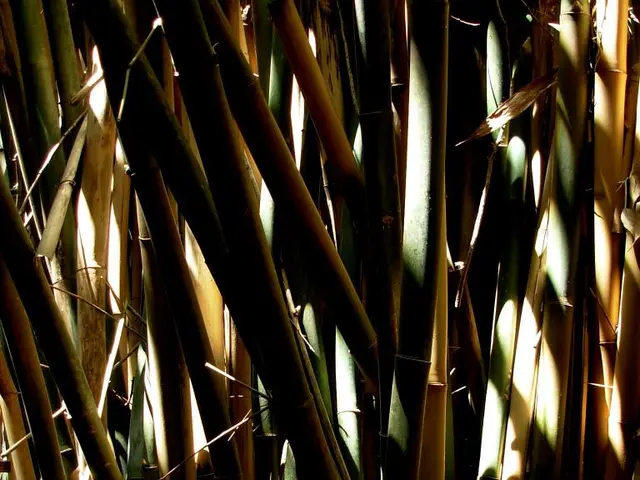 Northeastern India Gems: The Valuable Delicacy of Fermented Bamboo Shoots - Bastenga and Kesei