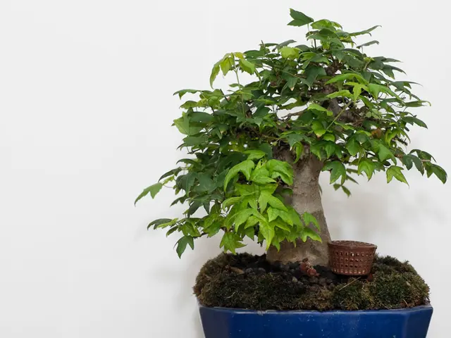 Essential Bonsai Toolkit: A Beginner's Handbook & Applications