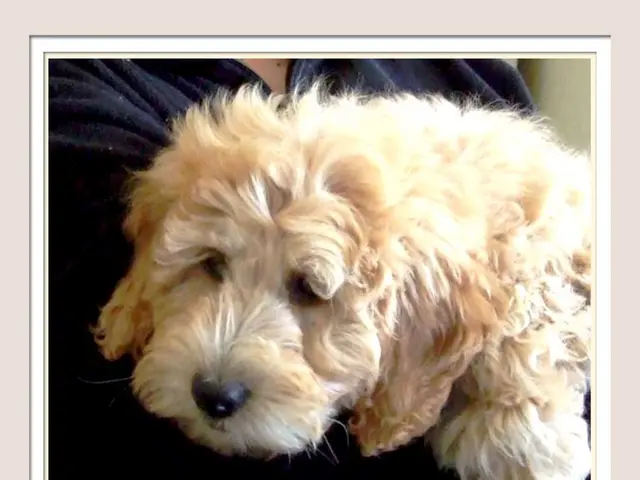 Important reminder for dog owners: A trainer emphasizes the significance of being aware of a dog's...