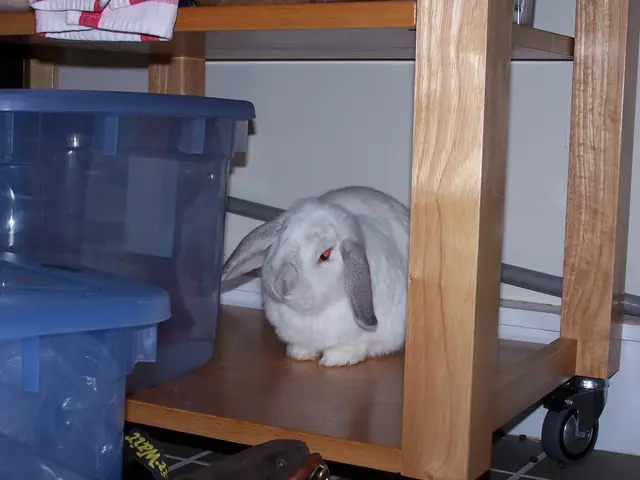 DIY Rabbit Model Using Paper Plates
