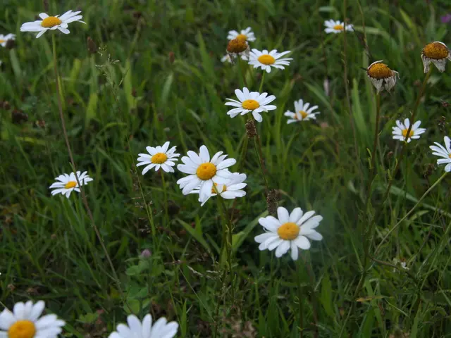 Latest Advice for Contemporary Garden Landscaping