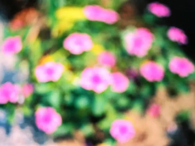 Ornamental Blossoming Onions: Top 8 Alliums for Every Flower Bed Garden