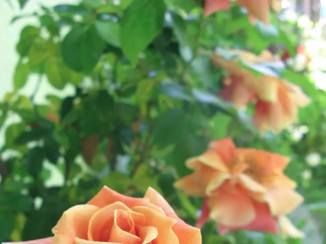 Extending Rose Blooms in Scorching Conditions: Tips and Tricks