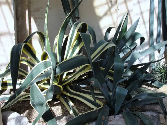 Food waste reduction may be achievable with the adoption of a miniature pineapple variety.