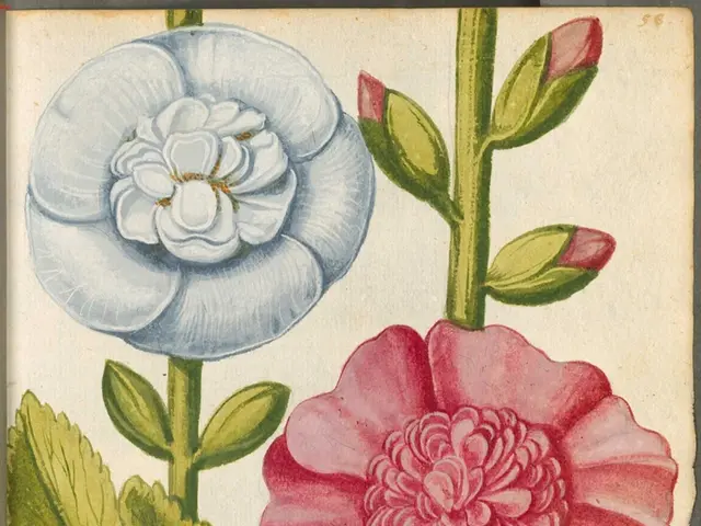 Exotic Tropical Flower: Passiflora