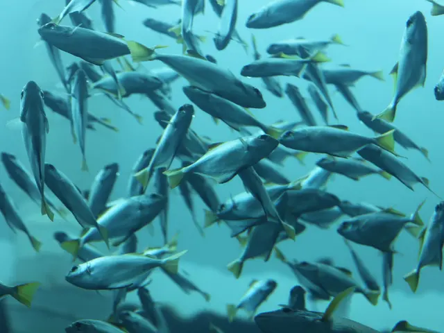 Fisherman Harmed by Unusual Fish Stabbing in Marine Encounter