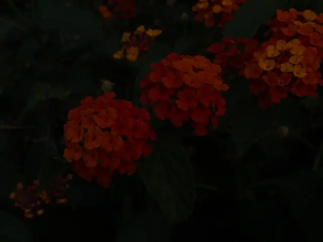 Sloping Hills Adorned with Vibrant Flora