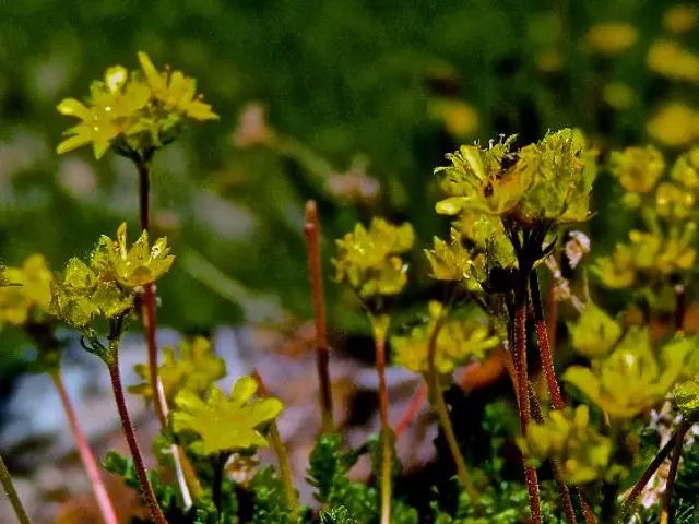 Guidelines on Nurturing and Maintaining Forsythia Plants