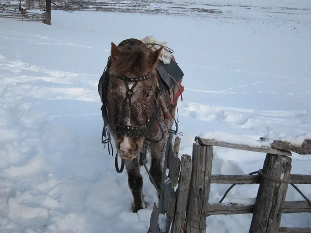 Köfering: The Johannis hospice pays a visit to the "Lydia's Donkey Sanctuary" at Eselhof.