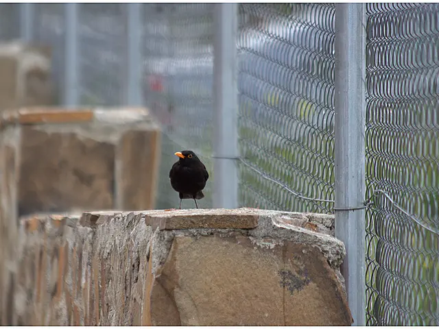 Operator discovered for bird park Niendorf/Eastern Sea