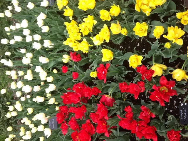 Explore ten vibrant Zinnia varieties to cultivate in your garden