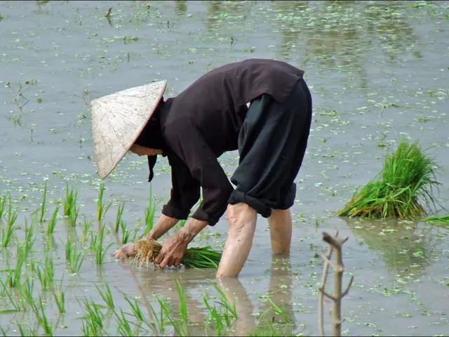 Mistakes in Planting That Can Harm Seedlings and Delicate Plants