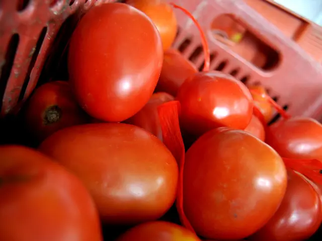 Cultivating Tomatoes in Your Personal Garden Plot