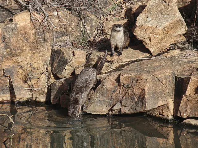 Nature Stroll Through Wilderness Area