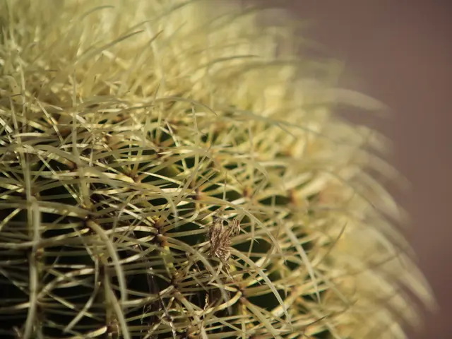 Unlocking the Needlepoint Badge in Peak: A Step-by-Step Guide