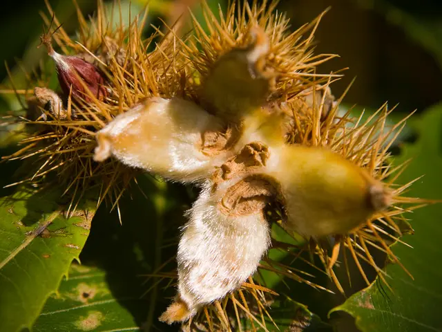 Indoor nurturing tips for the Crown of Thorns Plant