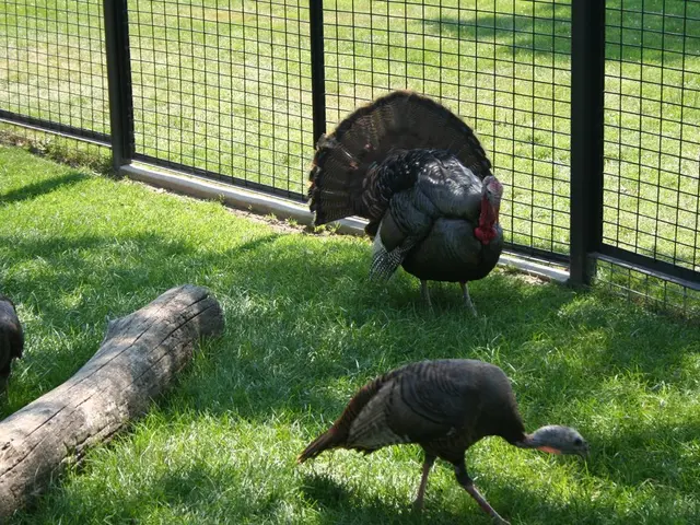 Embracing the Wonders of the Outdoors: A Guide to Becoming a Birdwatcher