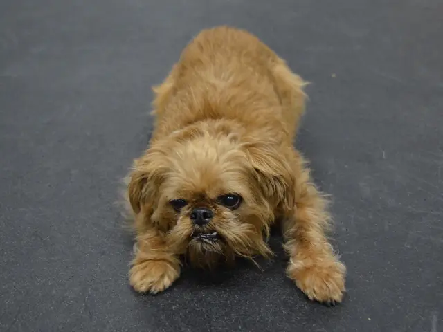 Guide for a Canine-Friendly Car Journey