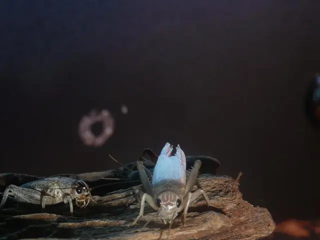 Insect-Friendly Competition in Dusseldorf's 1st District: Locating the Eco-Friendly Corners