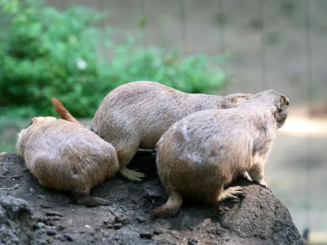 Serengeti Park declares the unveiling - General Public Invited for Viewing