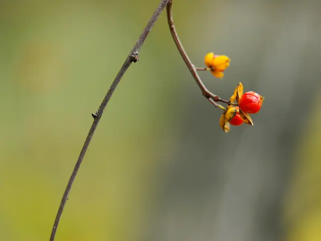 Orchid Buds Dropping: Strategies to Avoid Orchid Bud Rot