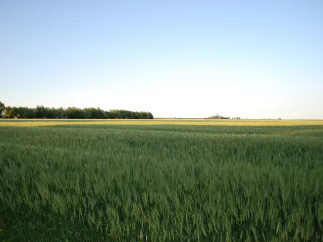 Irish Countryside Floral Renewal: Reviving Native Plants in the Irish Landscape