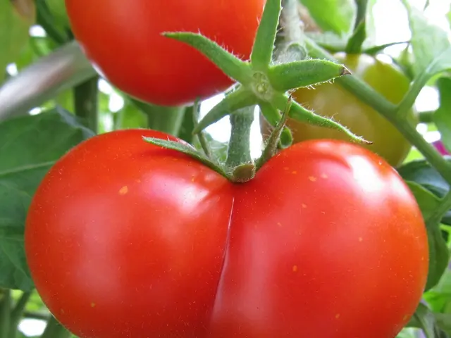 Cultivating Tomatoes for Everyday Yield in Domestic Green Space