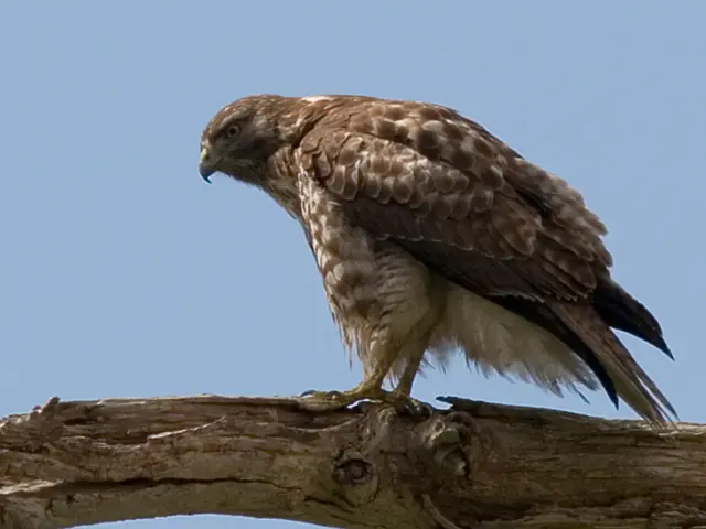 Beach-inspired Rustic Cottage Birdhouse Design