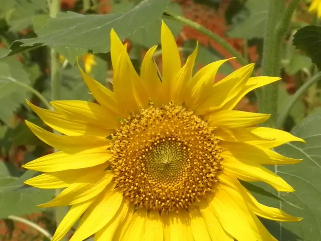 Techniques for multiplying perennial sunflowers - insider secrets on separating plants and planting...