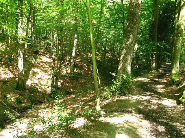 Harmful Arboreal Species to Avoid Near Your Property - Be Aware Prior to Planting