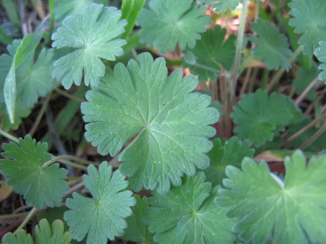 Eradicating Greenbrier: Strategies for Eliminating Greenbrier Weeds