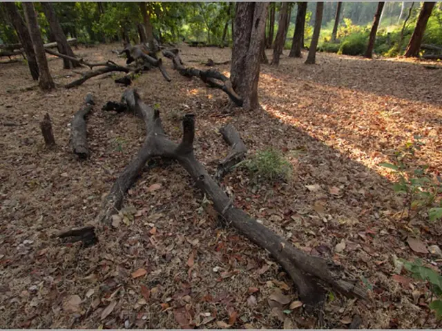 Guide for Readying Earth for Arborvitae Planting: A Detailed Sequence