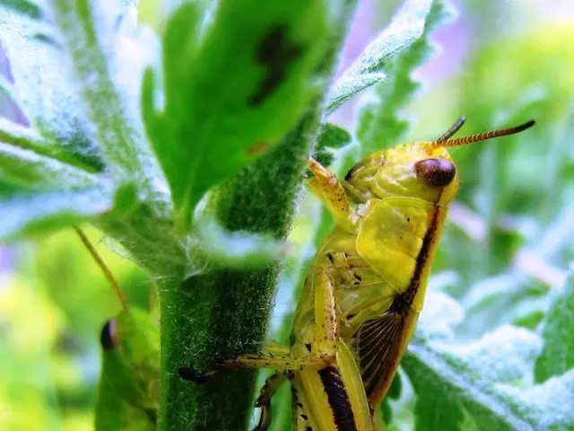 Insects in Your Garden: Friend or Foe?